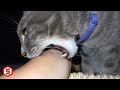 Kenapa Kucing Menggigit Tangan Kita, Tidak Terduga Ternyata ini Alasannya..