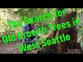 Old growth trees in west seattle really
