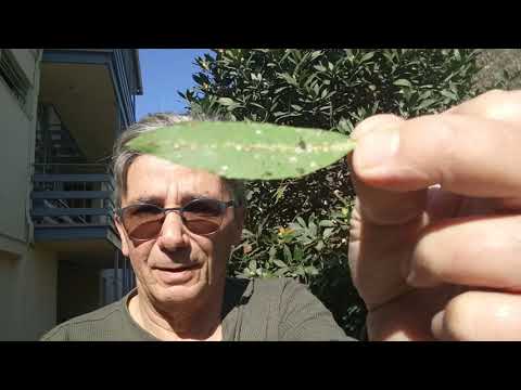 Video: ¿Qué está matando mis arbustos de laurel?