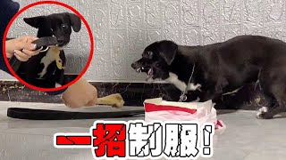 田园犬护食咬主人，美女用水瓶自制训练道具，一瓶子砸下去老实了【犬道app】