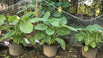 Thử Trồng Bạc Hà Trong Chậu Nhựa và Cái Kết