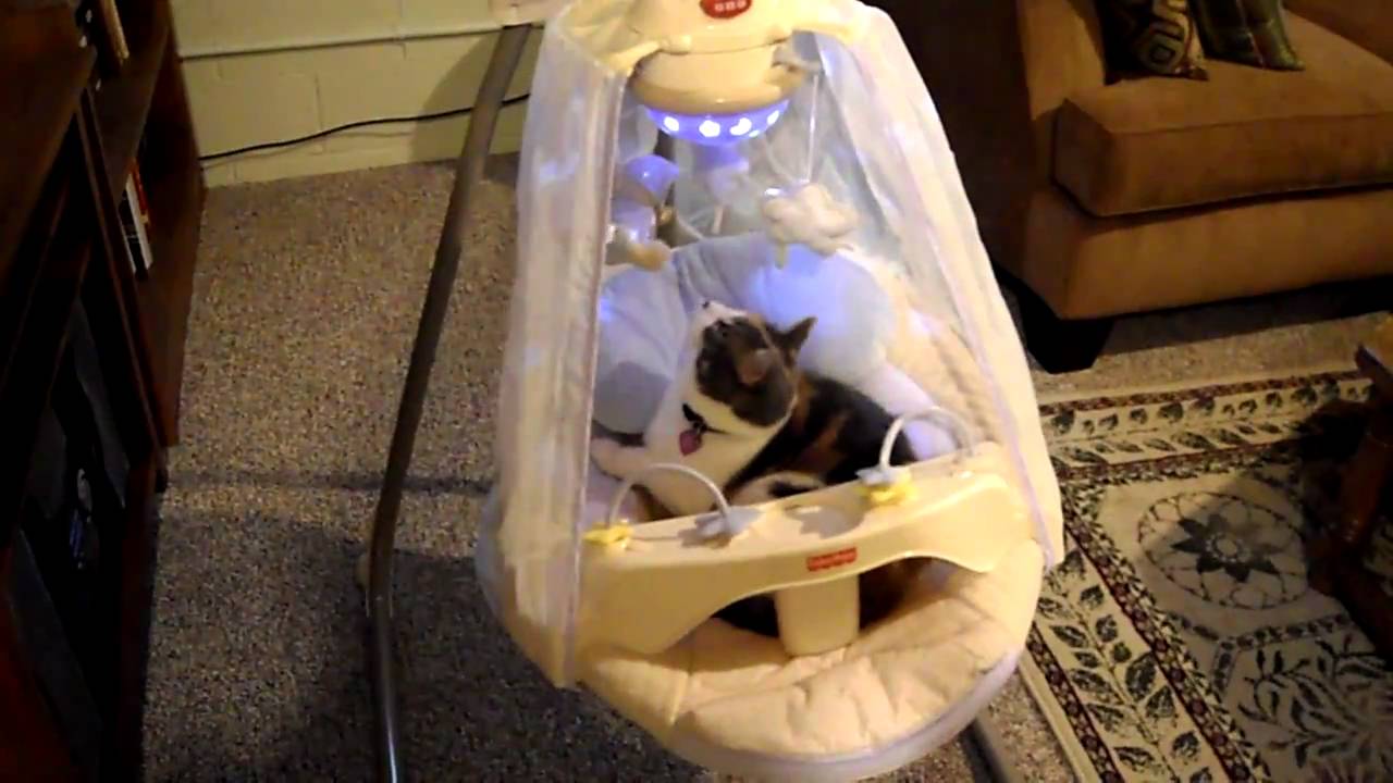 Cat in a baby swing YouTube