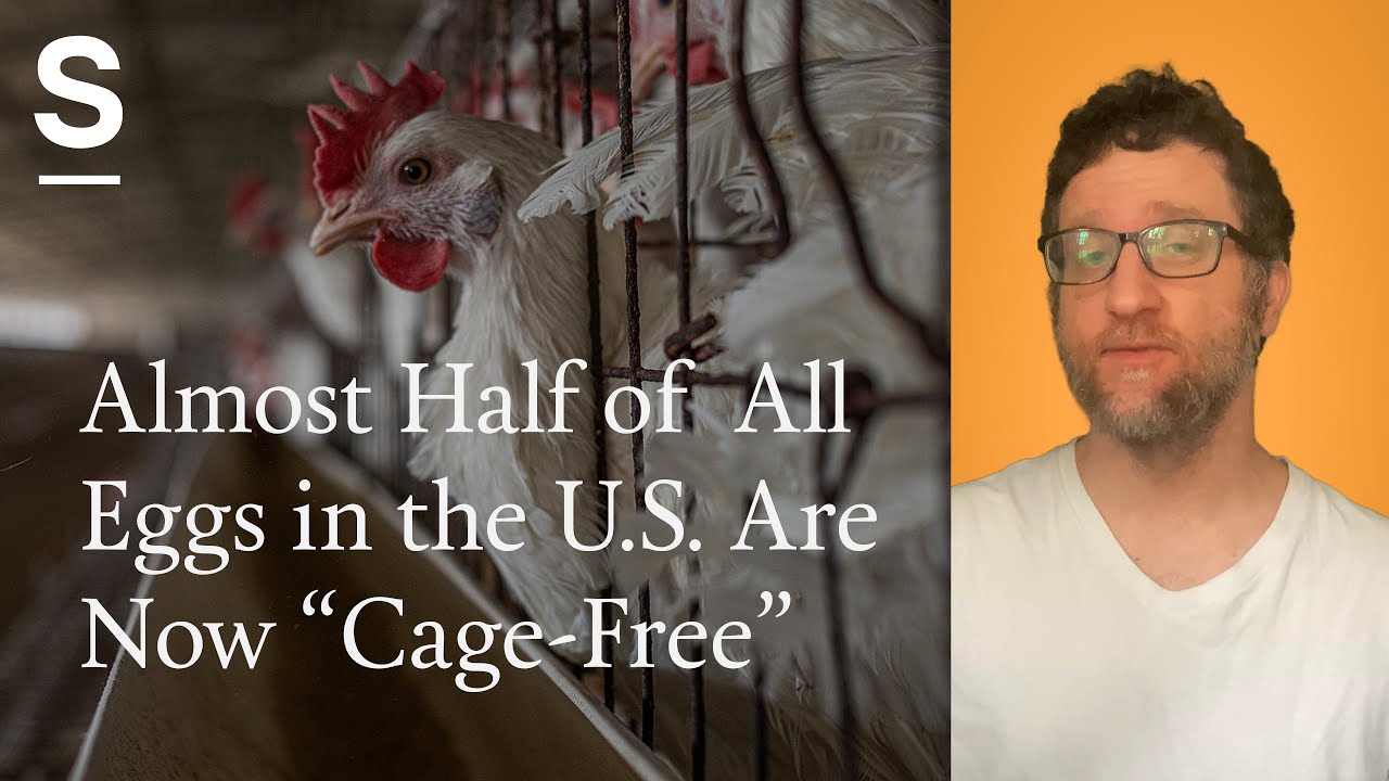 Яйца от кур свободного содержания: как кампания давления изменила яичную промышленность