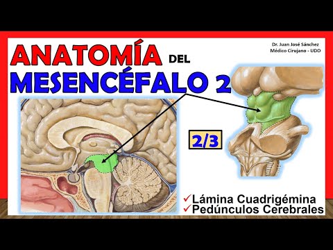 🥇 Anatomía del MESENCÉFALO 2/3. (Pedúnculos Cerebrales, Lámina Cuadrigémina). ¡Facil Explicación!