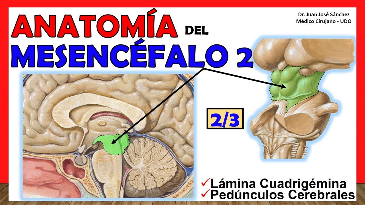 🥇 Anatomía del MESENCÉFALO 2/3. (Pedúnculos Cerebrales, Lámina  Cuadrigémina). ¡Facil Explicación! - YouTube