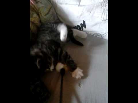 Video: Hvordan Velge Gode Katteleker