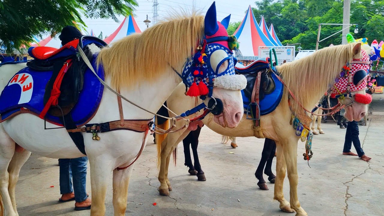 NAIK KUDA DELMAN - LAGU DUA MATA SAYA HIDUNG SAYA SATU - NAIK DELMAN ISTIMEWA - SATU² AKU SAYANG IBU