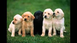 Baja Men -Who Let The Dogs Out [Ear Rape]