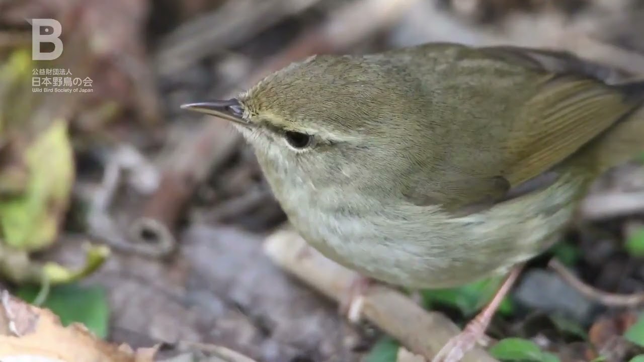 う*す様 うぐいす う*す様 うぐいす ウグイス（3）さえずり（飛島） - Japanese Bush