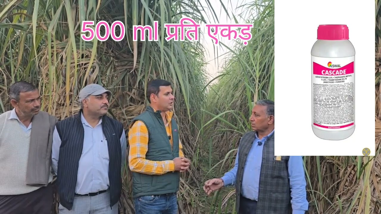 0238 गन्ने से आज भी ले रहे हैं अच्छा उत्पादन, पत्ते बिल्कुल हरे 