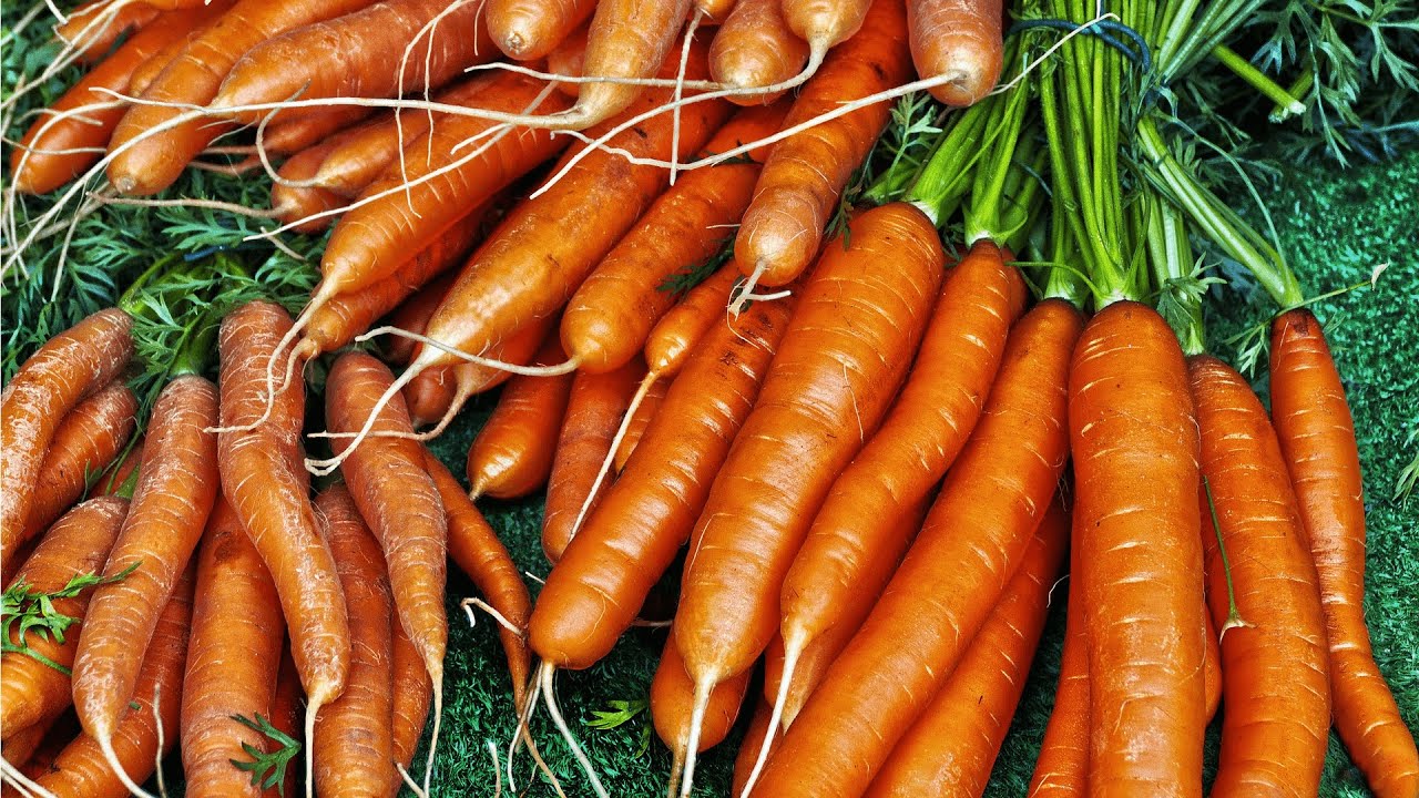 Морковь. Морковь Дикая. Желтая морковь. Красная морковь. Морковь дикая купить