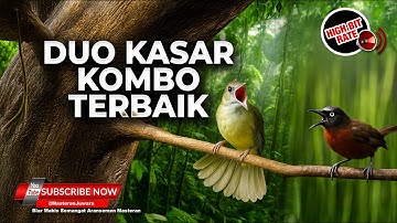 🔴 Duo Kasar Combo Masteran Roll Kasar Kapas Tembak Gacor Panjang vs Tepus Kepala Abu Abu