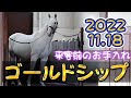 ゴールドシップ 『名馬と癒しの時間』来客前のお手入れ 2022.11.18