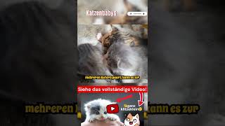 Unglaubliche Fakten über Katzenbabys Teil 9 #katze #katzen #kätzchen #tiere #tier