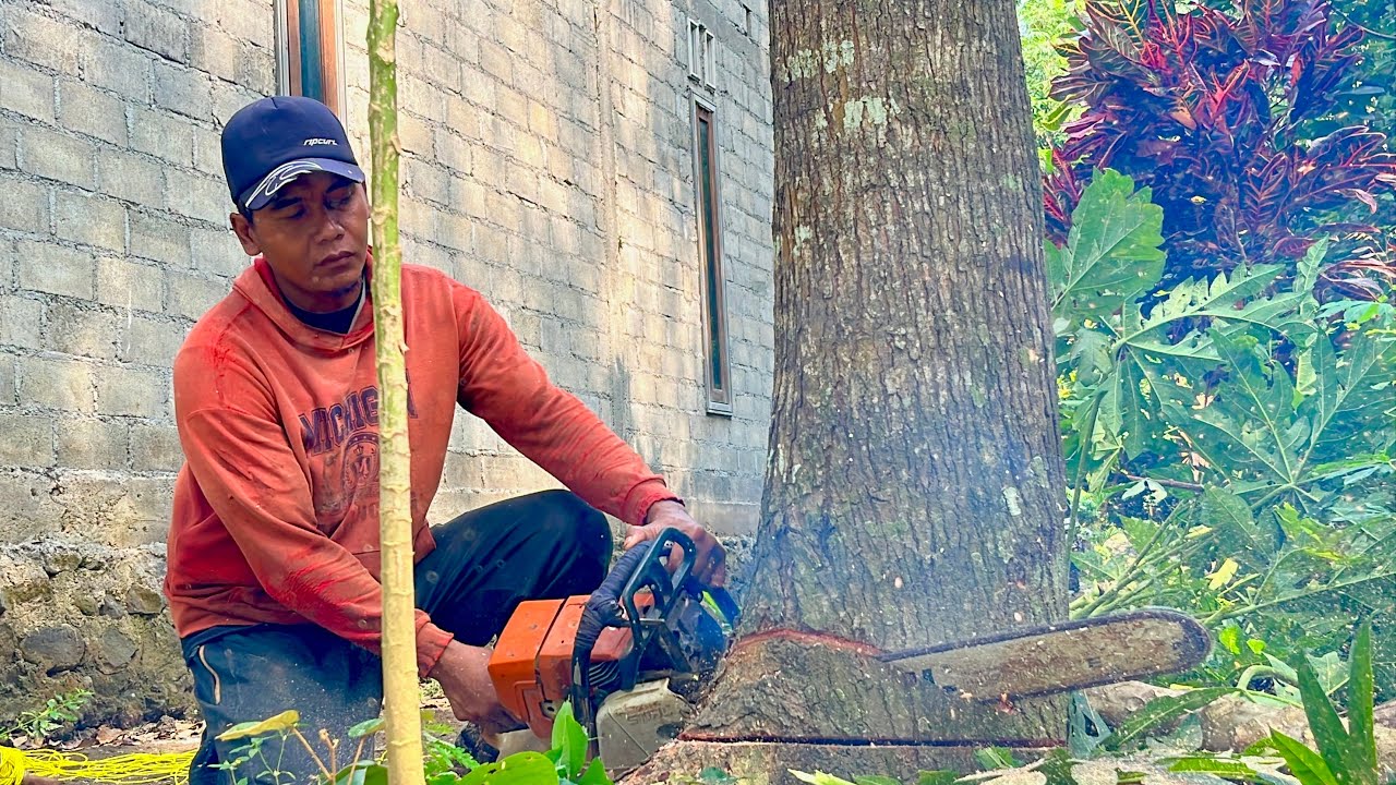 Complicated & Risky! Felling Two Types of Trees Next to a Resident's ...