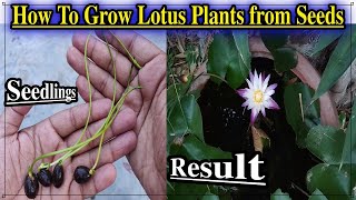 How to grow Lotus Plants From Seeds at Home || Best time to plant Lotus Seeds  