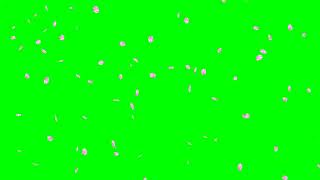 Falling Cherry Blossom Petals No.1 HD Animation - green screen effect 　桜の花吹雪