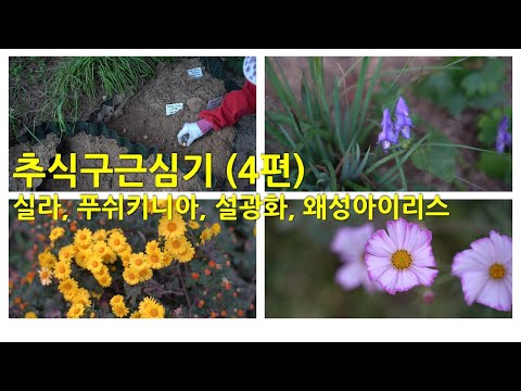 추식구근심기 (4편) 실라, 푸쉬키니아, 설광화, 왜성아이리스. Planting Autumn bulbs. (Part 4)