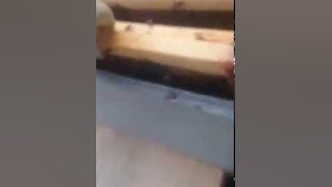 Grafted queens in a queenless nuc box