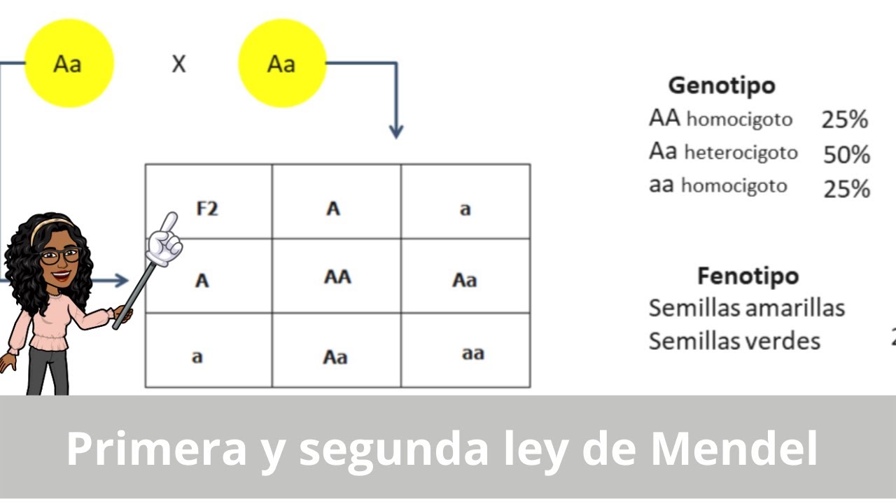 Primera y segunda ley de Mendel (explicación y ejercicios) - YouTube