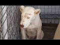 「甘えてもいいの？」酷い虐待を受け続け心を閉ざした犬。それでも人間を信じようとする姿に健気な犬の姿に涙が止まらない…【世界が感動！涙と感動エピソード】