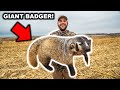 I TRAPPED a RARE BADGER at My FARM!!! (CATCH CLEAN COOK)