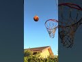 Quick shot #basketball #basketballlife #dachshund