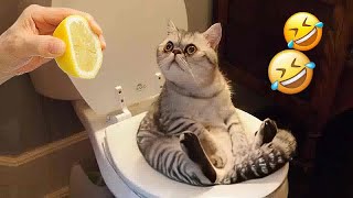 Best Cats and Dogs Videos  Funny Animal Moments # 10
