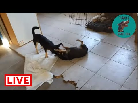 dog saved by dolphin Good morning from Grioula and Grioulaki - Takis Shelter