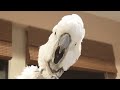 Cockatoo seems convinced she's a dinosaur