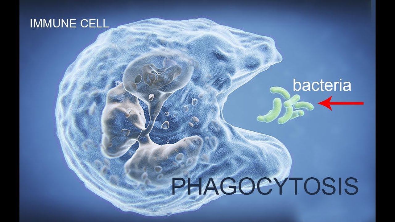 How Do Immune Cells (Macrophages) Engulf Bacteria Phagocytosis Process
