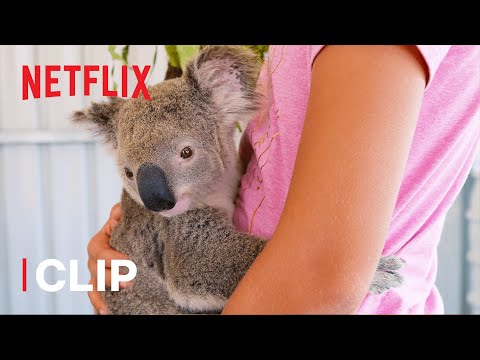 Video: Pet Scoop: Sällsynt Koala Baby Räddad Efter Storm, Renad Hund Med Familj Efter 4 År