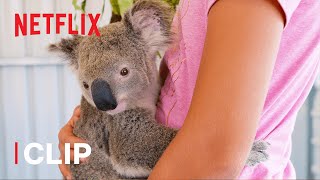 Henry the Baby Koala  Izzy's Koala World | Netflix Jr