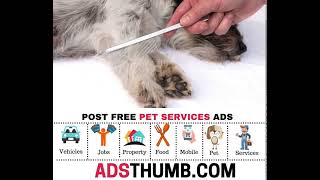 Pet Grooming Services | Dog Grooming Classifieds | Post Free Doggy Daycare Ads | Groomers Near Me