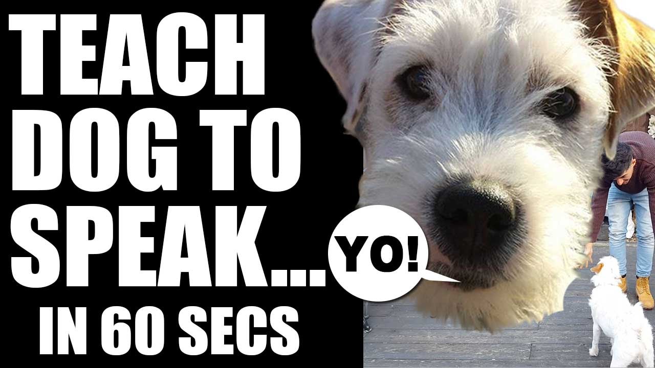 how to teach my dog to speak