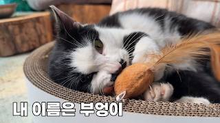 할머니가 없는 집에서 크게 다친 부엉이를 데려왔습니다.