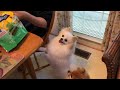 Fluffy pomeranians excitement over favorite treats