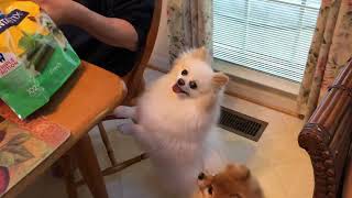 Fluffy Pomeranian's Excitement Over Favorite Treats!