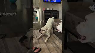 The Goofiest Dog Ever Recorded 🤣 #funny #trynottolaugh #entertaininganimals #fyp