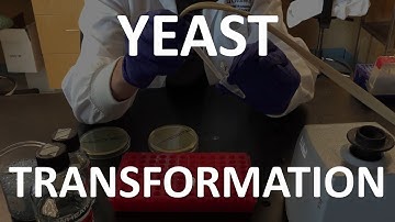 Yeast Transformation (Lab Tutorial)