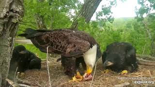 Decorah Eagles 5-25-20, 6:45 pm DM2 brings fish, D36 \& 34 fed, D35 gets the steal