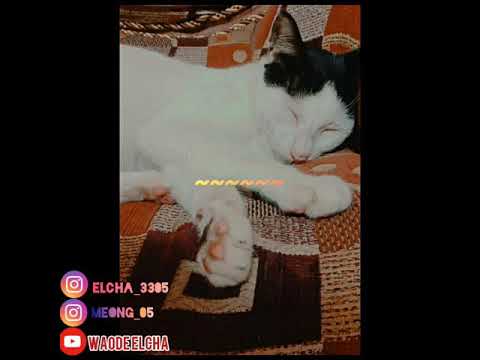 Meong_Cover Sarah Saputri (Aku dan Kamu Satu) - YouTube