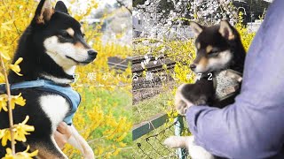 1年振りの満開の桜 | 柴犬の成長に感動【豆柴暮らし】