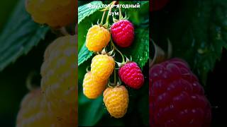 Ягода малинка) #ягоды #фрукты #красота #berries #fruits #delicious #beautiful