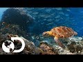 Peces cirujanos exfolian a las tortugas | Planeta Azul II | Discovery Latinoamérica
