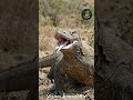 El Último Dragón Real — 3 Metros, Veneno y Sin Depredadores