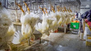 Fantastic mass chicken slaughterline factory. Amazing method of raising chicken farming technology