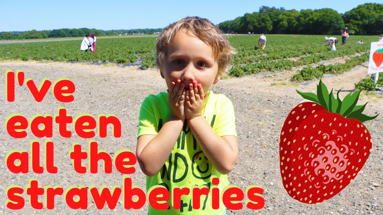 Lots of Fun at the Strawberry Farm | Fun Video for Kids 