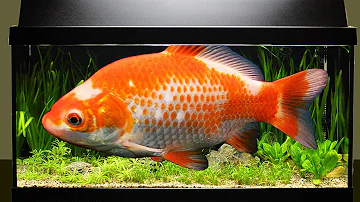 Wie viele Fische passen in ein 14 Liter Aquarium?