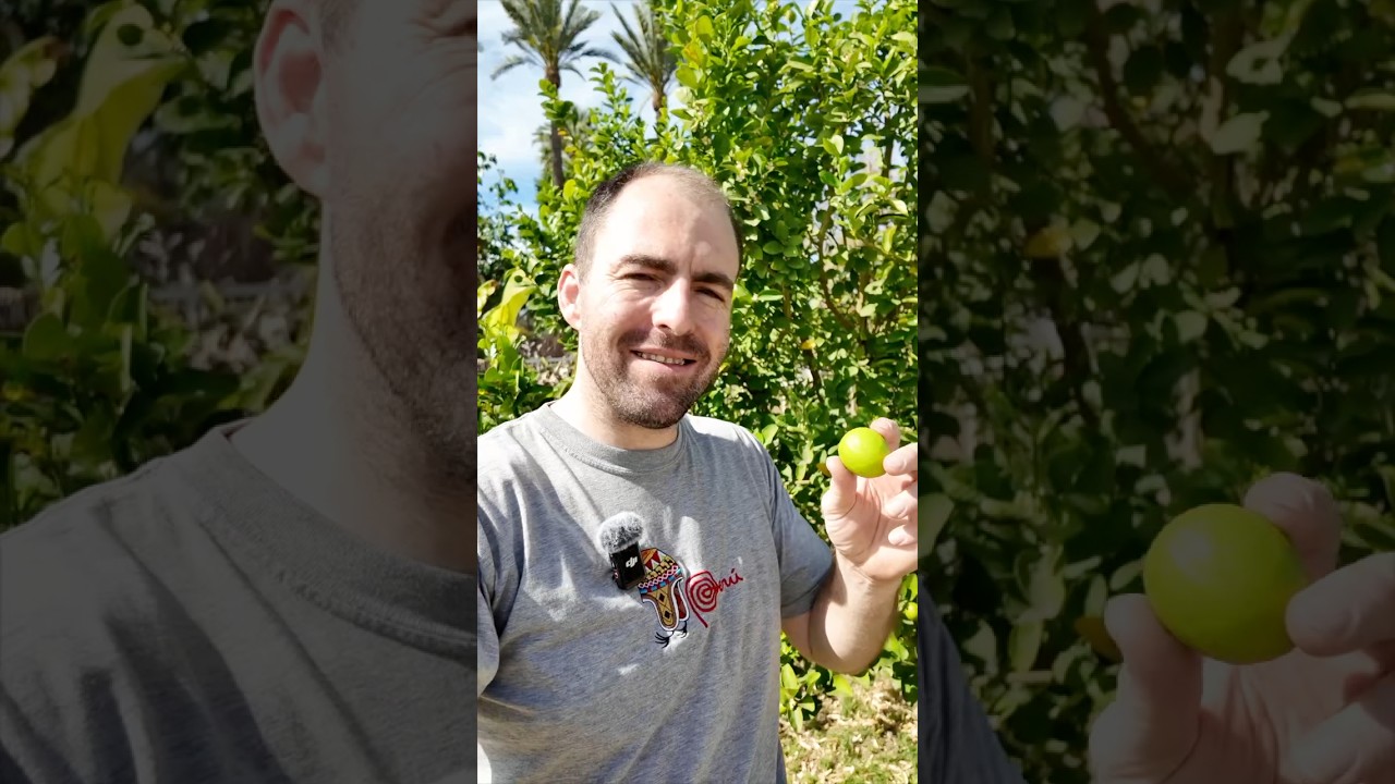 Мексиканский лайм – плодоносит и цветет круглый год! 